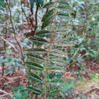 <i>Lasianthus thwaitesii</i>  var.  thwaitesii